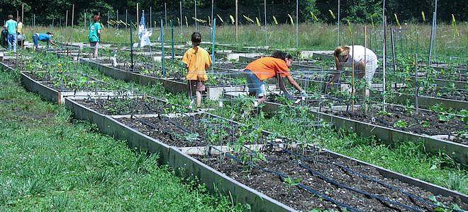 Community Vegetable Garden