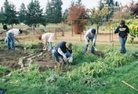 Community vegetable gardens